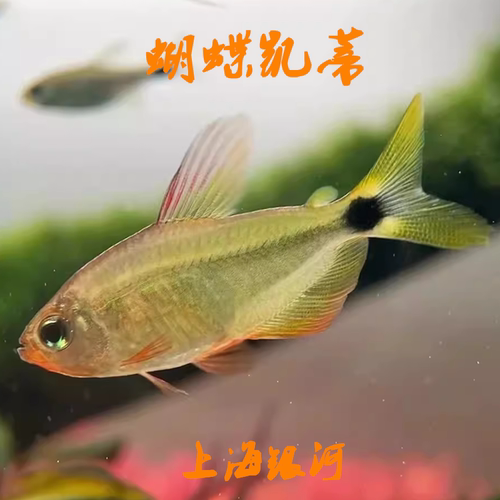 上海银河灯鱼热带淡水小型观赏鱼