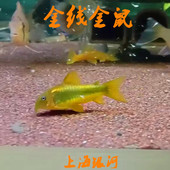 金线金鼠鱼金线绿鼠南美淡水底栖鼠鱼清理食物残渣除藻工具老鼠鱼