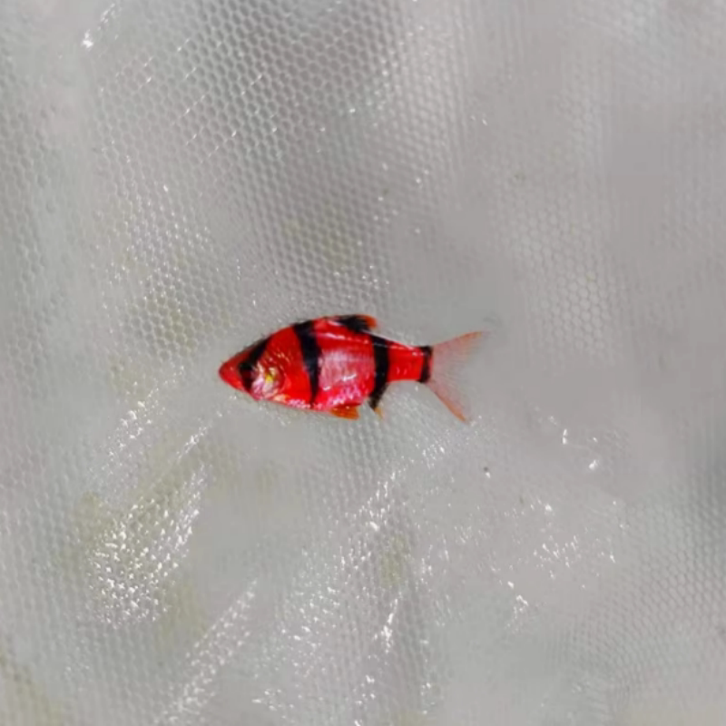 荧光红虎皮鱼红虎皮鱼荧光虎皮绿虎皮热带鱼好养观赏鱼小型活体鱼