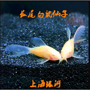 长尾白鼠仙子鱼热带观赏工具鱼高鳍白老鼠鱼吃残渣粪便清洁活体鱼