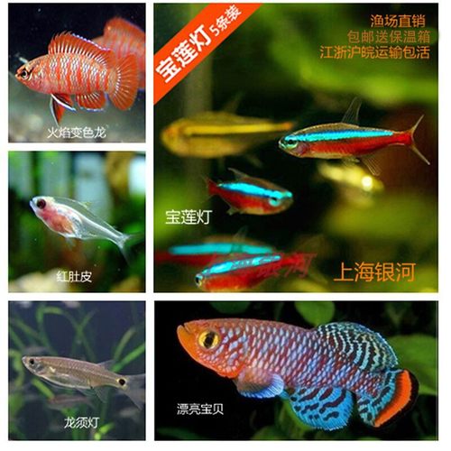 宝莲灯透明活体孔雀鱼