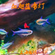 血翅蓝帝灯鱼红尾蓝帝草缸灯科鱼高端稀有热带观赏鱼热带鱼活体