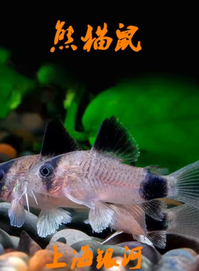 鼠鱼热带淡水吃垃圾鱼便便底层鱼