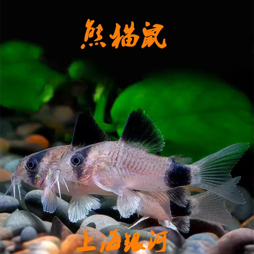 鼠鱼热带淡水吃垃圾鱼便便底层鱼