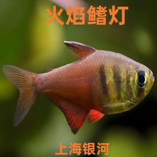火焰旗灯鱼南美灯鱼扯旗鱼小型鱼热带观赏鱼大勾鱼草缸群游活体鱼