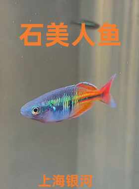 美人鱼石美人鱼小型热带观赏鱼
