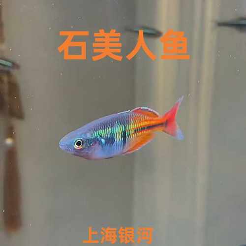 美人鱼石美人鱼小型热带观赏鱼