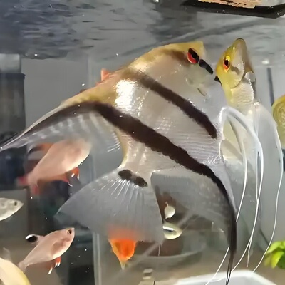 秘鲁神仙鱼燕鱼热带鱼观赏活体鱼