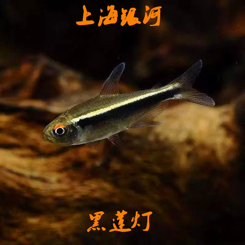 上海银河灯科鱼热带淡水鱼群游鱼