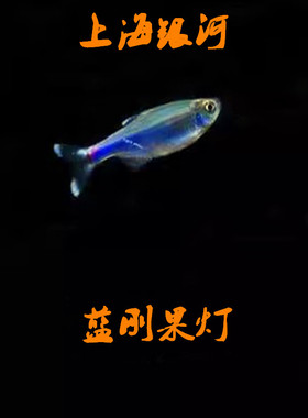 蓝刚果灯鱼小型热带鱼蓝色灯鱼群游鱼七彩闪光蓝线灯科淡水草缸鱼