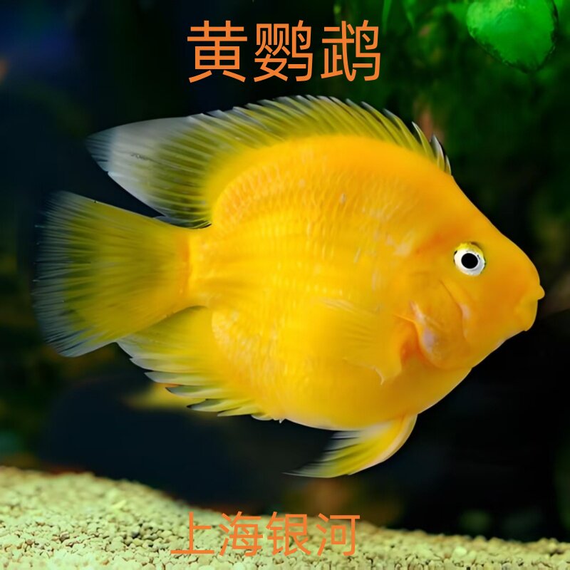 黄鹦鹉鱼活体黄金元宝热带观赏鱼发财鱼中大型黄金钢鹦鹉鱼风水鱼