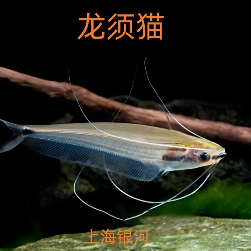 龙须猫鱼四须猫鱼玻璃猫鱼透明鱼玻璃鱼热带观赏鱼草缸群游活体鱼