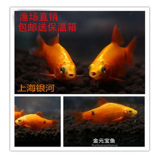 草缸鱼 新手鱼 热带鱼 金元 活体 玫瑰鲫鱼 观赏鱼 包活 宝鱼