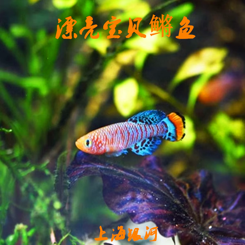 漂亮宝贝鳉鱼贡氏圆尾鳉鱼斑马灯科鱼热带观赏鱼淡水小型鱼活体