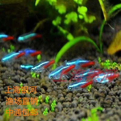 活体小型热带鱼宝莲灯