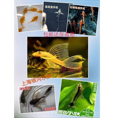 黑线飞狐黄金大胡子小精灵鼠鱼