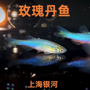 玫瑰丹鱼淡水中国原生冷水鱼缅甸小型群游灯鱼丹科金线半线丹活体
