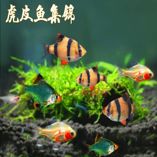 虎皮鱼鱼好养群游鱼小型热带鱼
