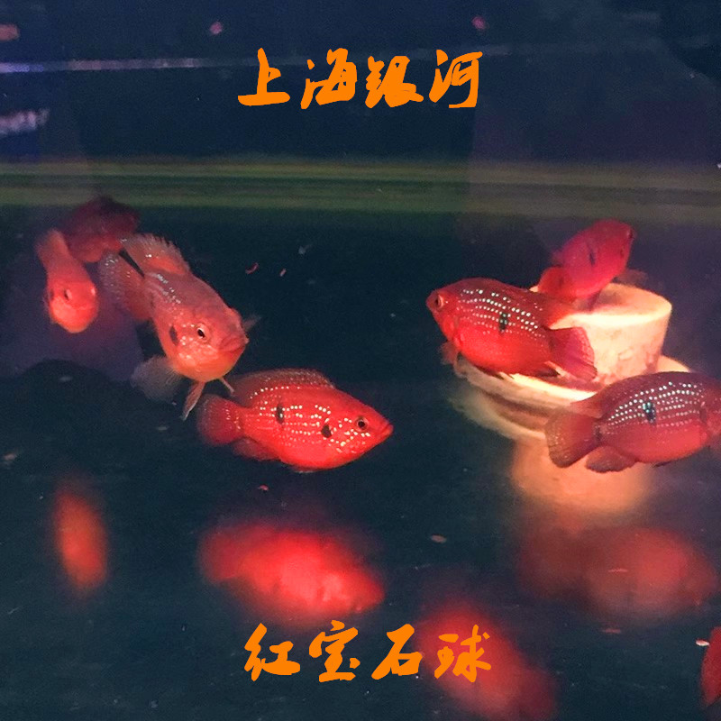好养马鲷银河水族红宝石热带鱼