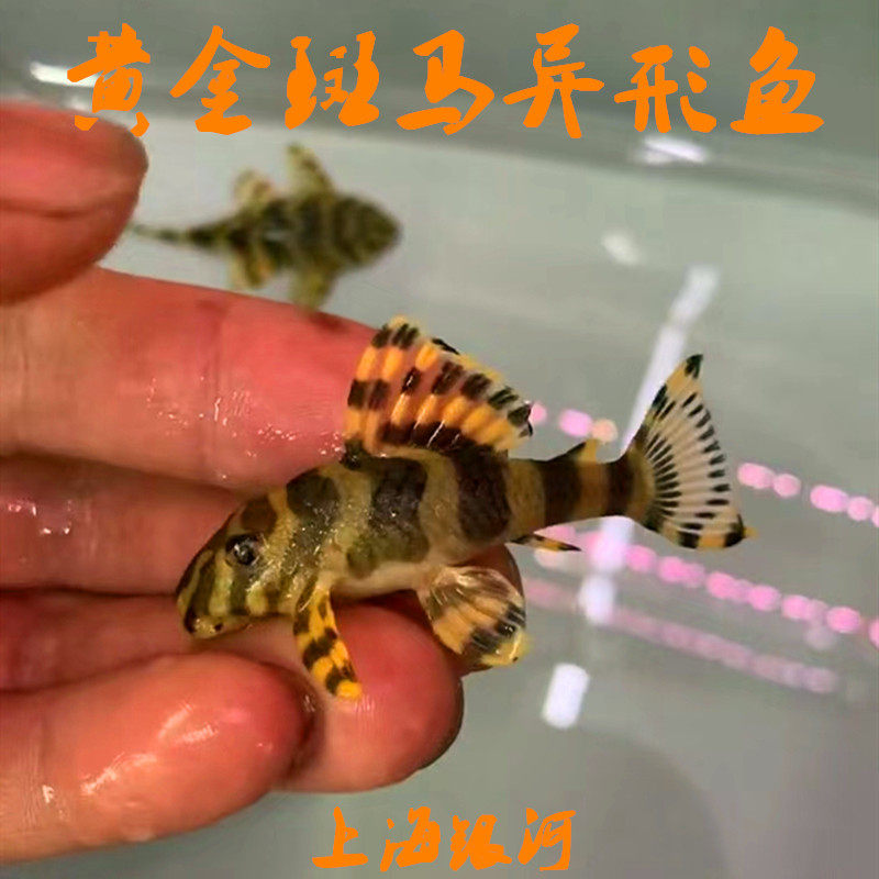 异形鱼热带淡水鱼好养易活工具鱼