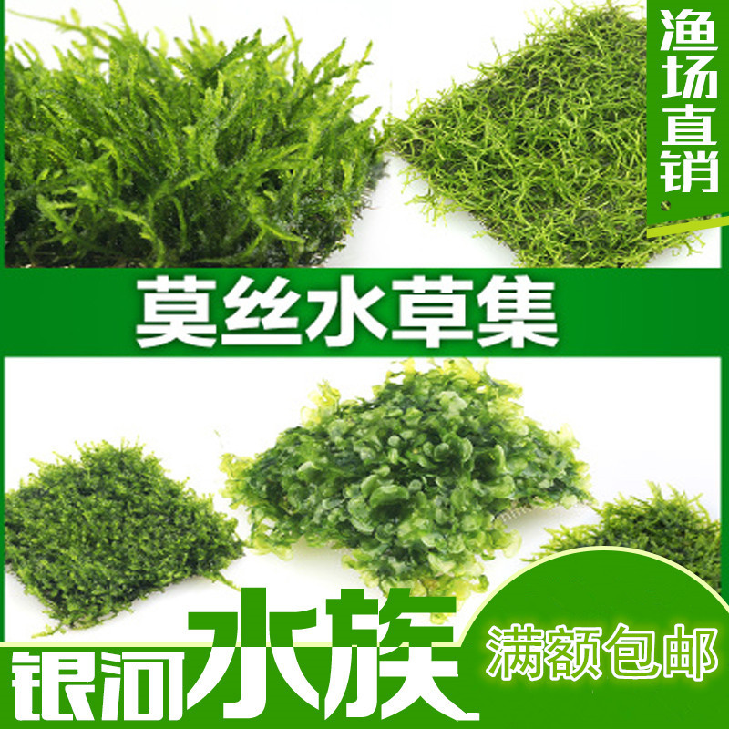 三角莫斯片火焰莫丝moss水晶图片