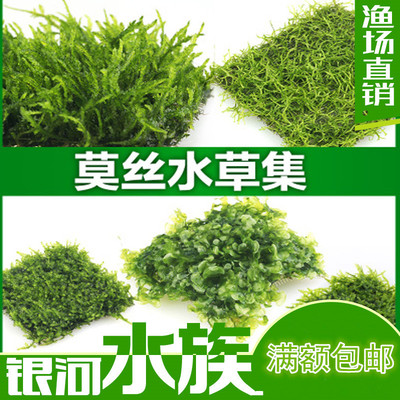 三角莫斯片火焰莫丝moss水晶