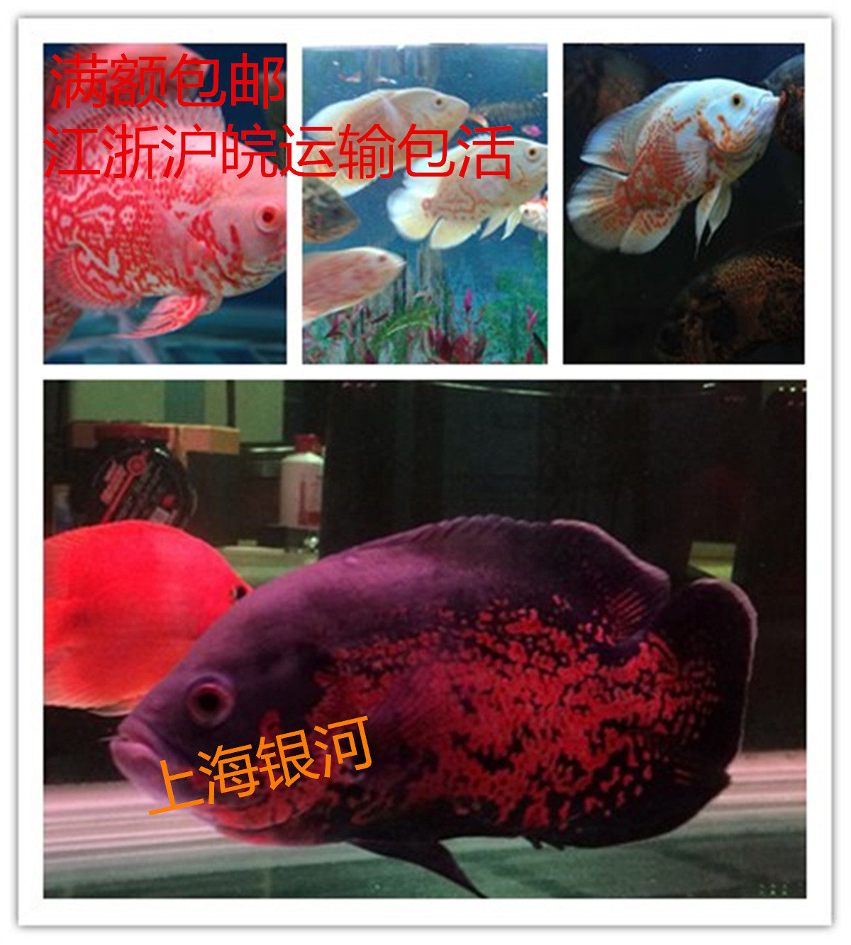 地图鱼 猪仔鱼 尾星鱼 黑猪鱼 热带鱼 观赏鱼 大型鱼 活体 凶猛鱼