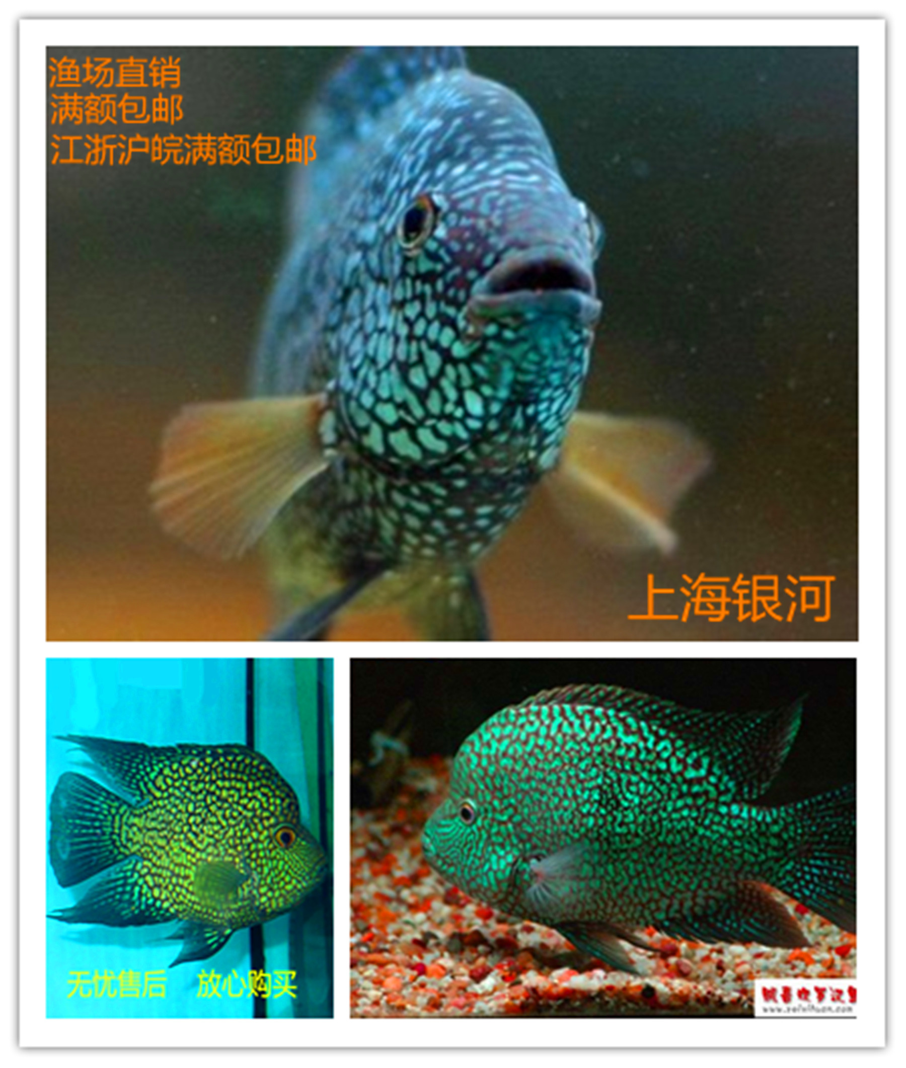 德萨斯绿巨人可混养包活热带鱼