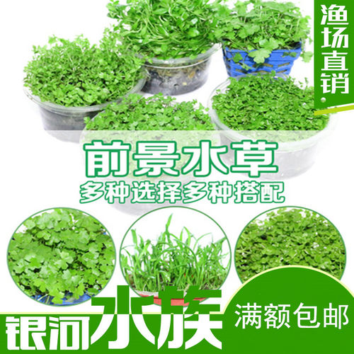 水草经典前景日本珍珠迷你挖耳草