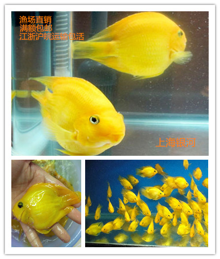 黄鹦鹉鱼活体黄金元宝热带观赏鱼发财鱼中大型黄金钢鹦鹉鱼风水鱼