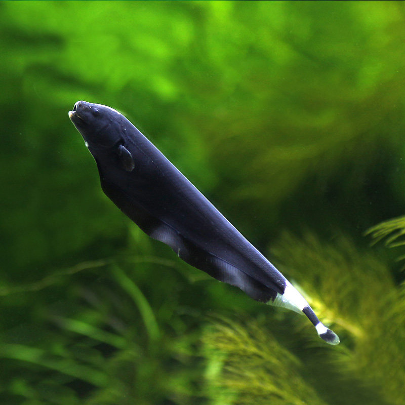 魔鬼刀鱼,黑魔鬼,魔鬼刀,羽毛鱼,活体鱼,热带鱼 观赏鱼