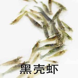 观赏虾 黑壳虾 樱花虾 宠物虾 自家繁殖  除藻虾