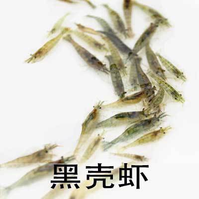观赏虾黑壳虾樱花虾自家繁殖