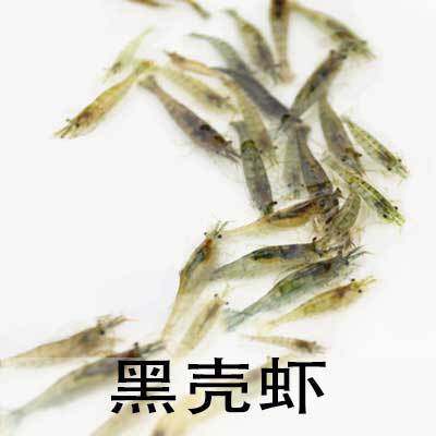 观赏虾黑壳虾樱花虾自家繁殖