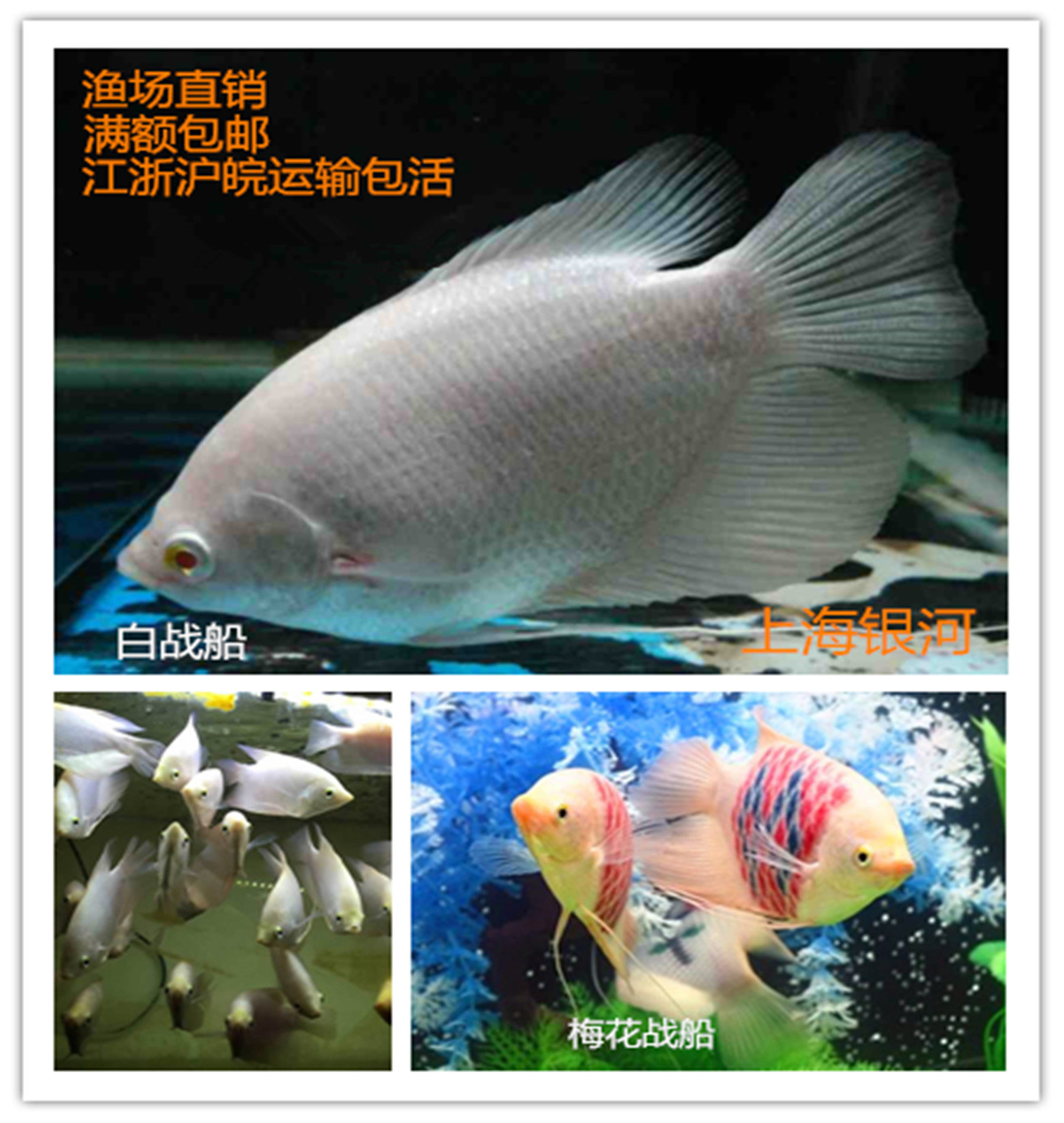 热带鱼 观赏鱼 招财鱼 风水鱼 战船鱼 鹦鹉鱼 活体包活