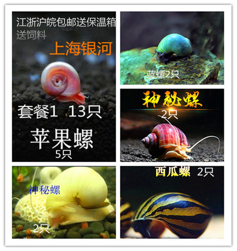 斑马螺洋葱黄金苹果神秘杀手