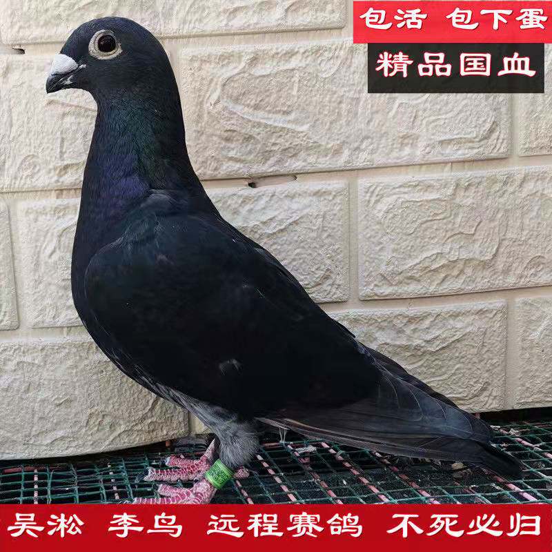 纯种 老国血李鸟 吴淞 西翁种鸽,信鸽远程鸽信鸽李种超远程鸽