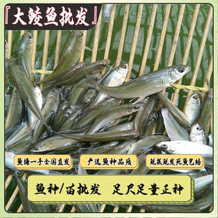 广东鲮鱼苗批发土鲮鱼苗白鲮鱼麦鲮鱼饲料便宜小鱼广东省罐头鱼苗