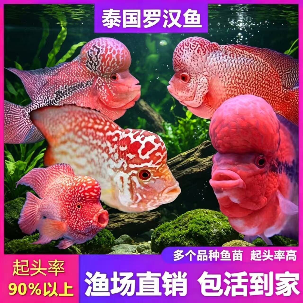 泰国罗汉鱼苗冷水易养包活到家