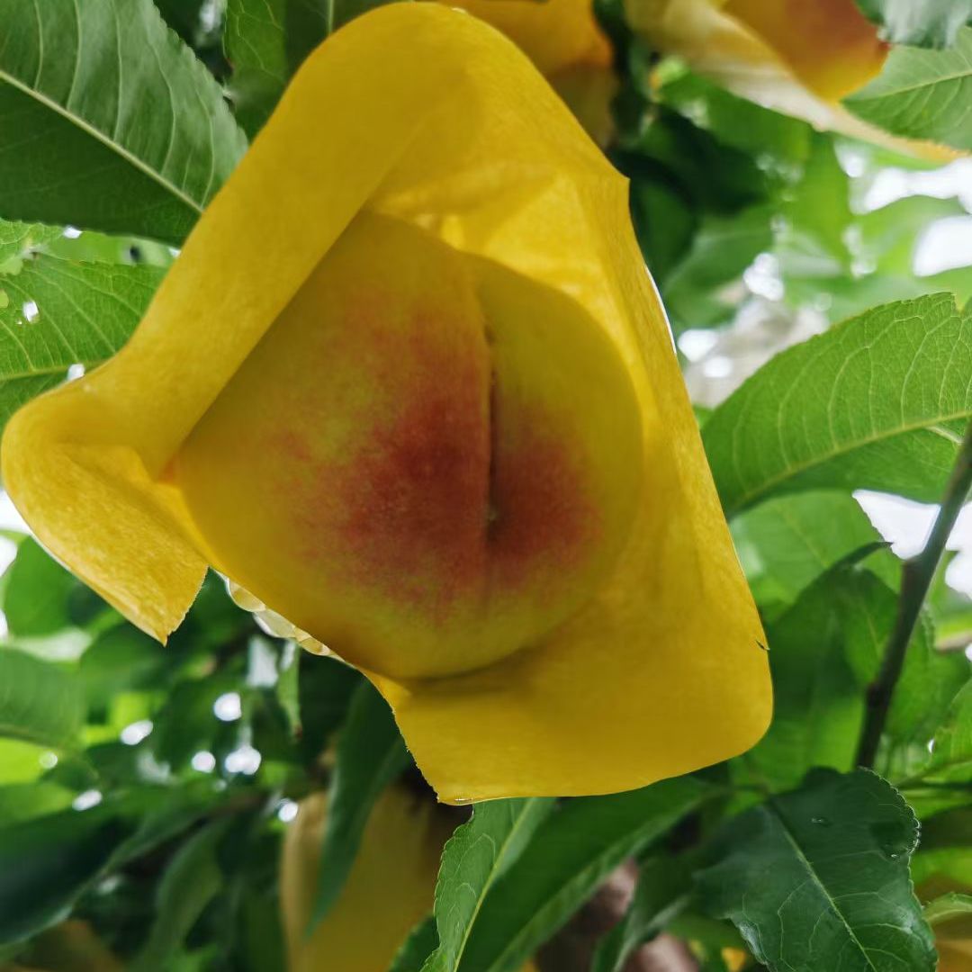 当季水密,桃汁水充足鲜甜饱满,桃