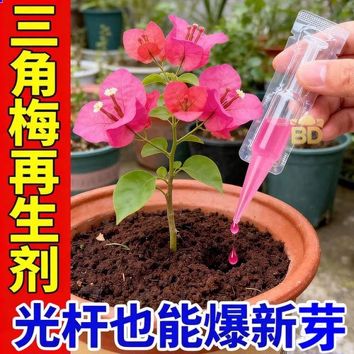 三角梅再生剂鲜花保鲜剂光杆爆新芽水溶肥液体促开花开花剂营养液