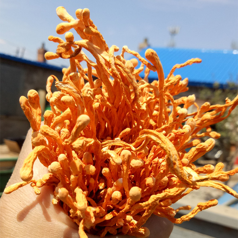 500g虫草花干货孢子头非野生北虫草蛹虫草煲汤材料