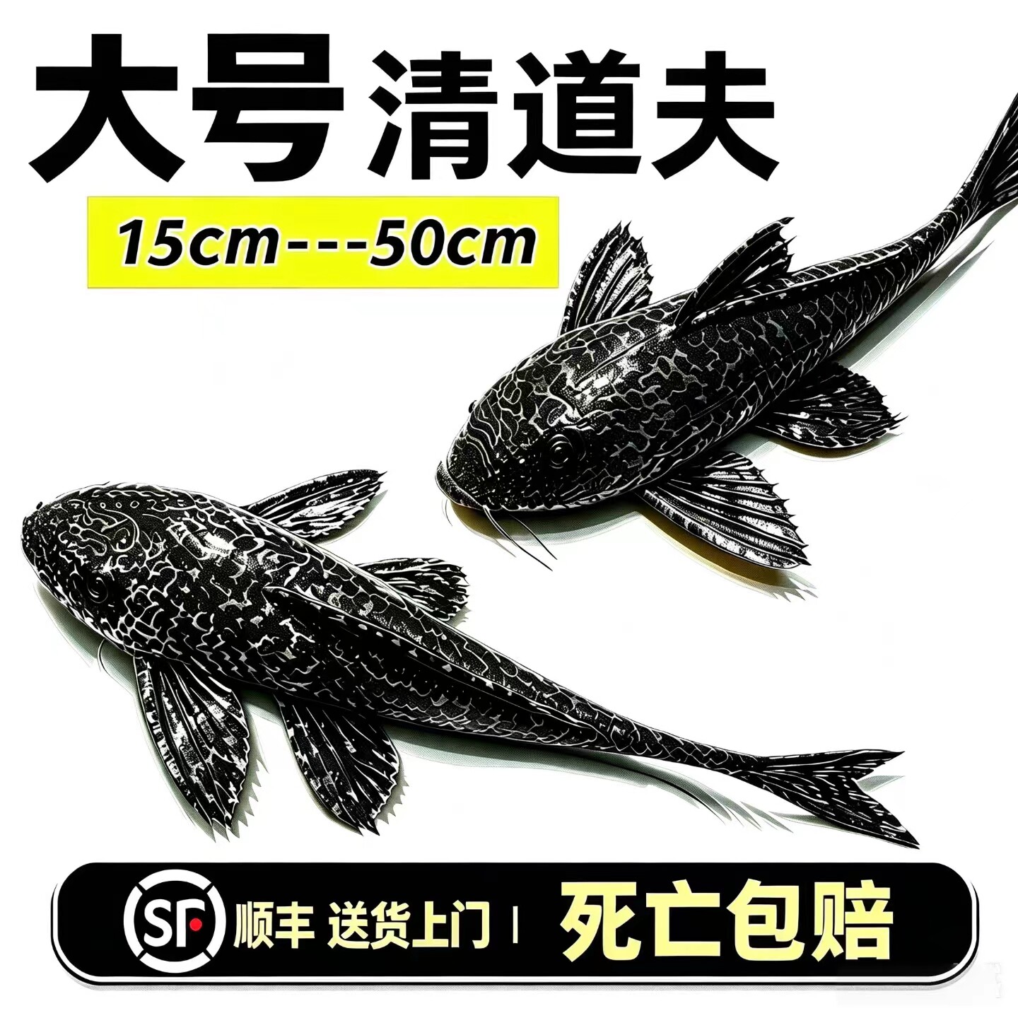 大号清道夫龙鱼缸清洁工鱼庭院鱼池清道夫鱼除藻鱼垃圾鱼锦鲤池清