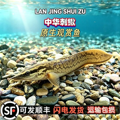 原生中华刺鳅观赏鱼斑鳜冷水鱼刀鳅鱼一眉道人云纹轮胎龙鱼溪流鱼