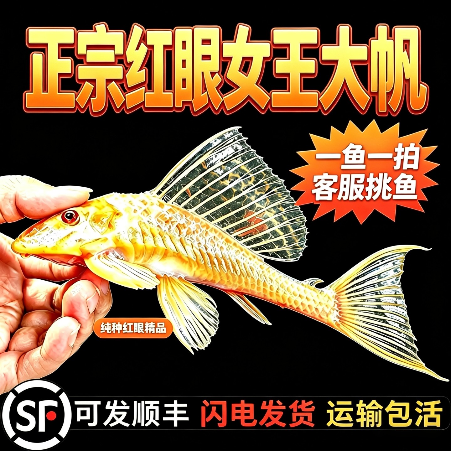 女王大帆清道夫鱼缸清洁鱼观赏鱼除澡鱼热带工具鱼粪便异形垃圾鱼