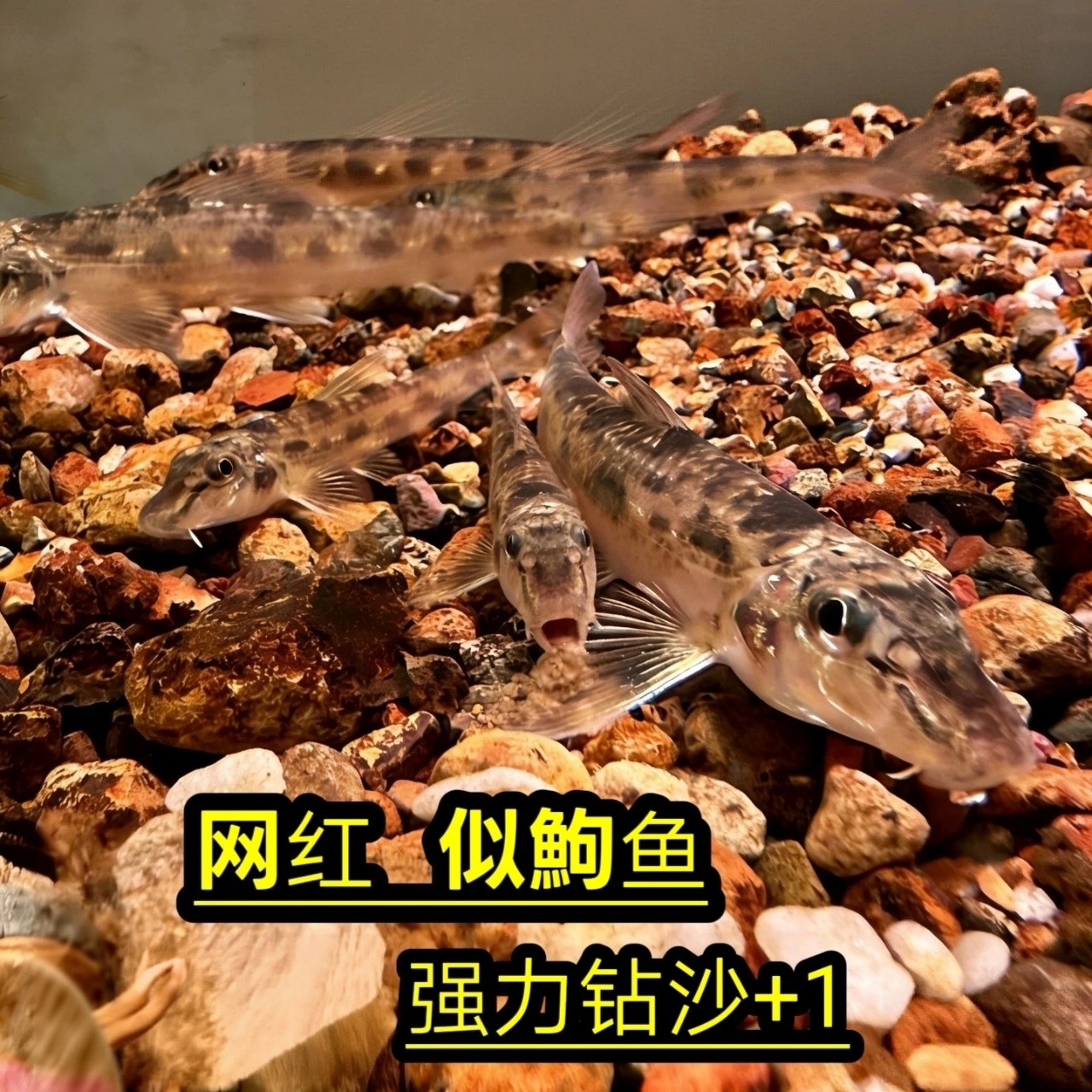 网红似鮈鱼棒花鱼翻沙工具鱼清理底砂冷水观赏鱼麦穗鱼垃圾鱼粪便