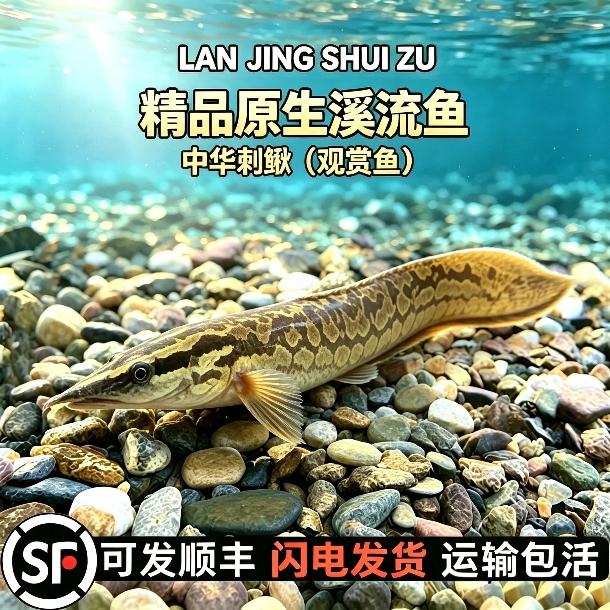 原生鱼中华刺鳅观赏鱼刀鳅鱼