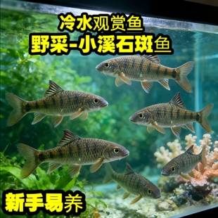 清澈小溪石斑鱼群游观赏鱼活体鳑鲏棒花宽鳍鱲溪流缸耐活新手易养