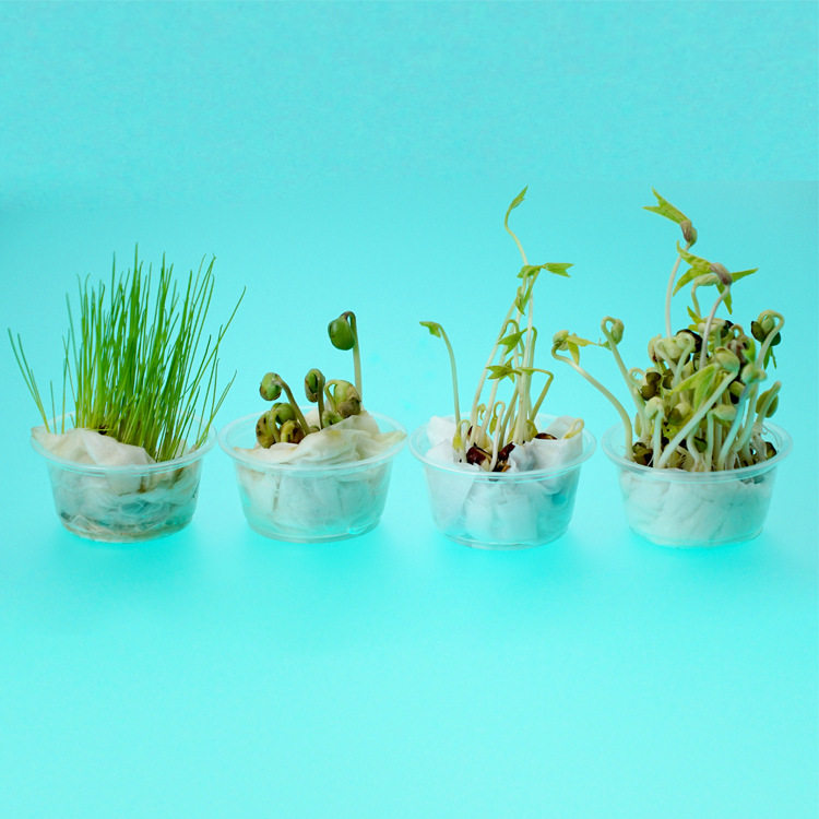 儿童种植绿植小盆栽diy科学实验种子发芽幼儿园学生种子玩具