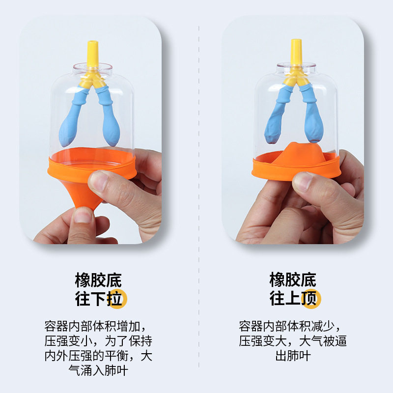 膈肌运动模型初中物理实验器材人体肺气体交换教具肺呼吸模拟器